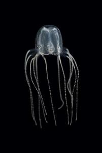 A Caribbean box jellyfish. Black dots embedded low on the bell are the animal’s visual sensory and learning center called rhopalia.