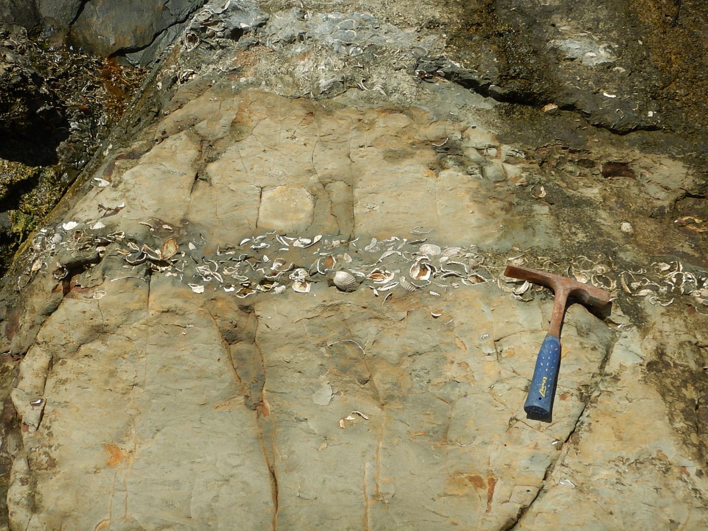 Marine Fossil Record Highlights Extinction Ri EurekAlert!