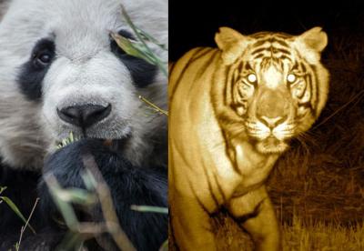 Panda Meets Tiger (in Data Land)