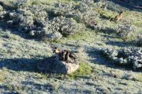 8-Mile Pack wolf pups, Yellowstone National Park