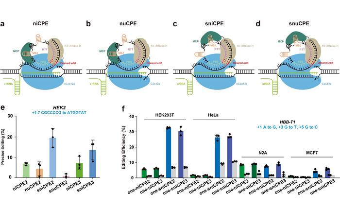 Prime editors using Cas12a and circular RNAs in human cells