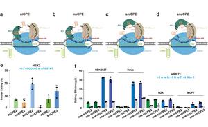 Prime editors using Cas12a and circular RNAs in human cells