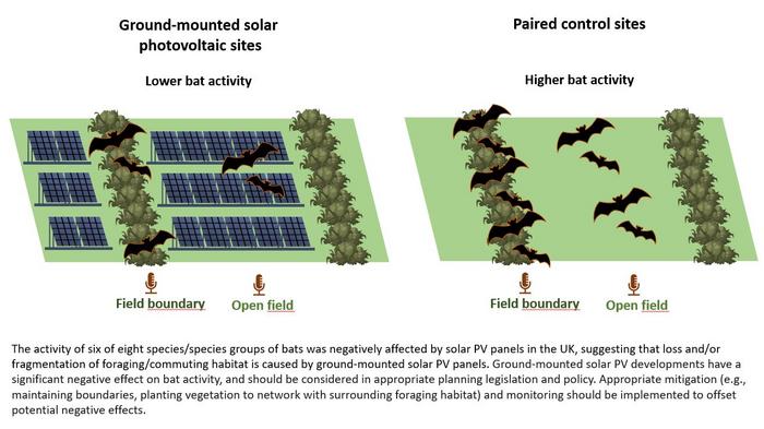 Bat activity lower at solar farm sites, study finds