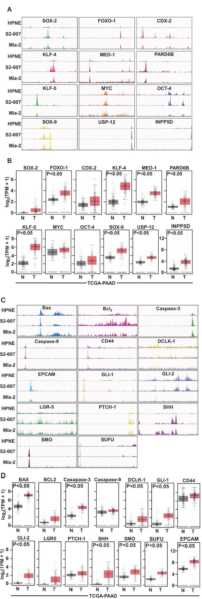 Binding Activity of SEs