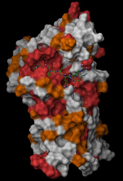 Model of Cdc14 Enzyme