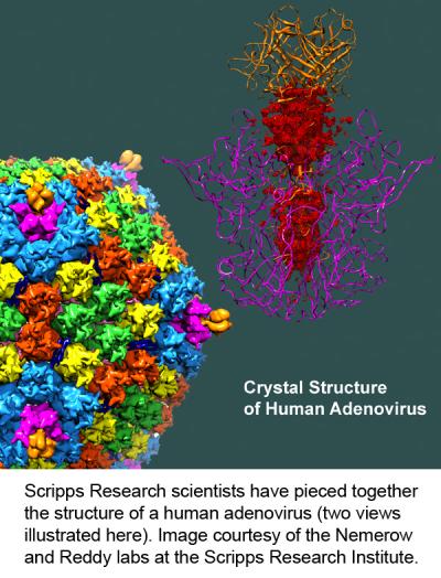Human Adenovirus