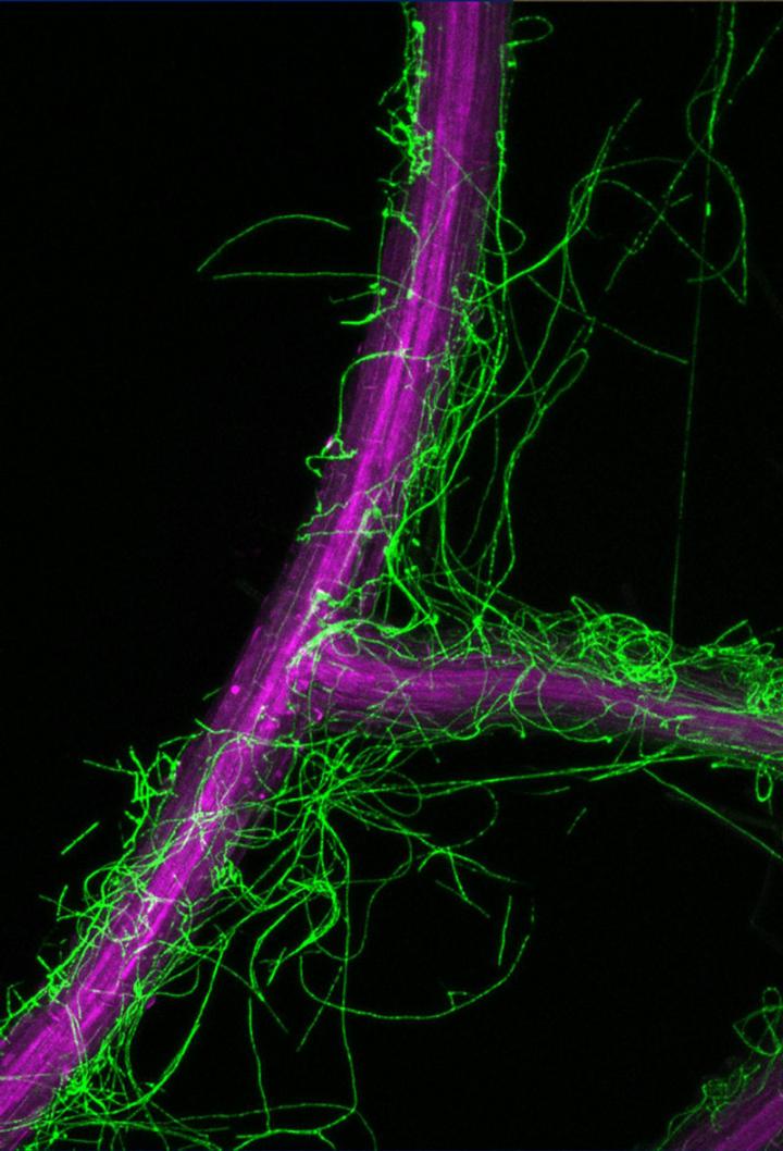 <i>Arabidopsis thaliana</i> Surrounded by <i>Colletotrichum tofieldiae</i>