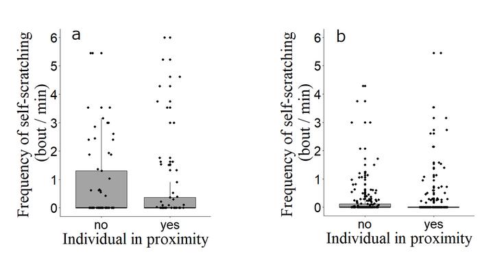 Boxplot representing the relationship between the frequency of self-scratching and the presence of other individuals during (a) resting, and (b) foraging.