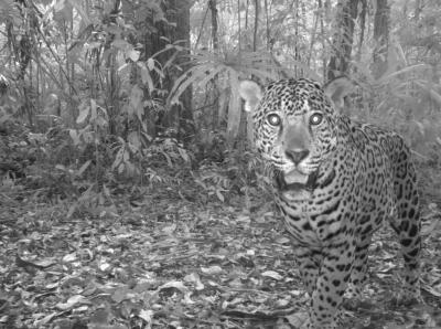 Camera-Trap Photo of Male Jaguar Taken in Guatemela