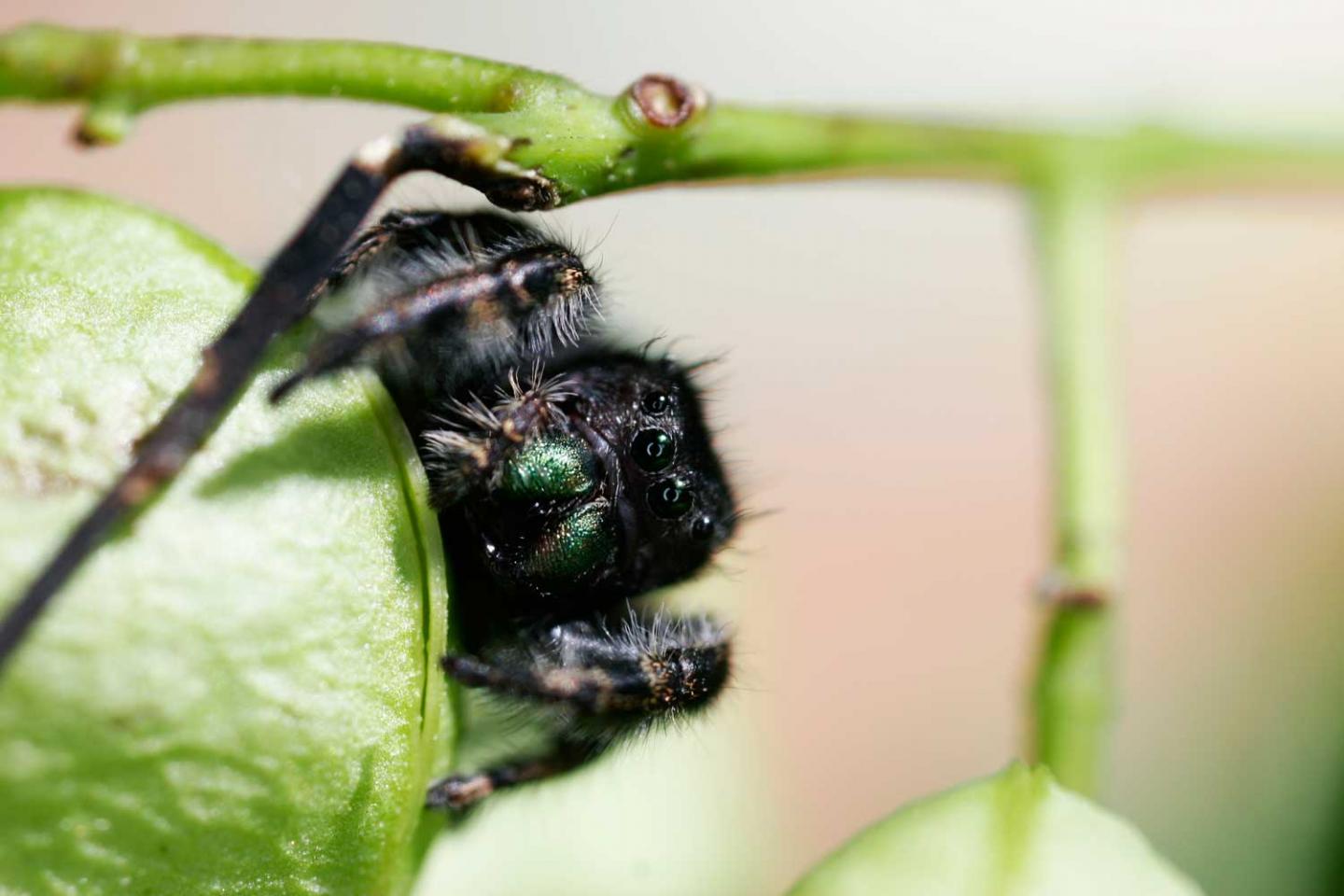 Jumping Spider