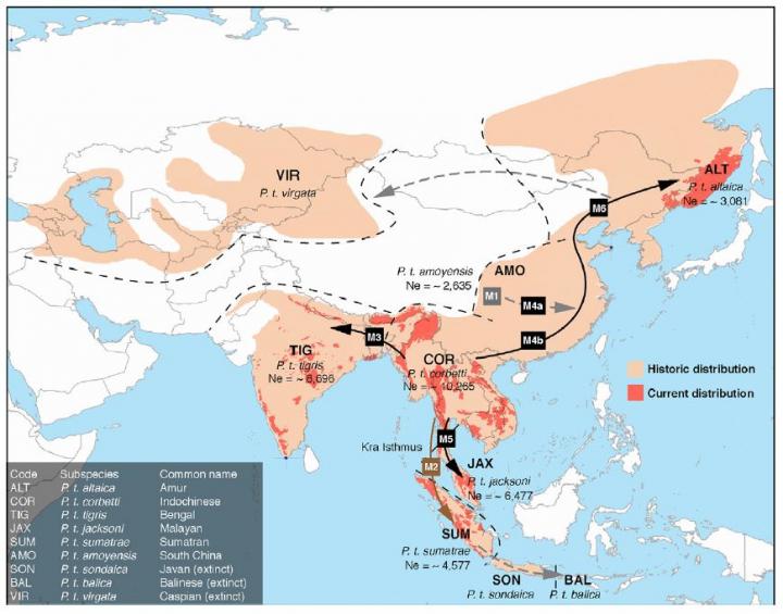 Tiger Dispersal Routes