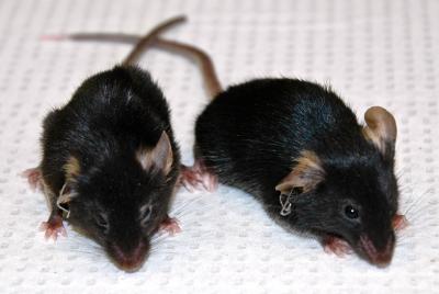 Turning Back Time: Salk Scientists Reverse Signs of Aging