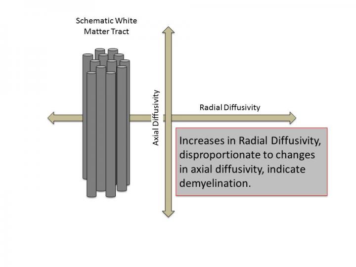 Water Movement Relative to Nerve Fibers