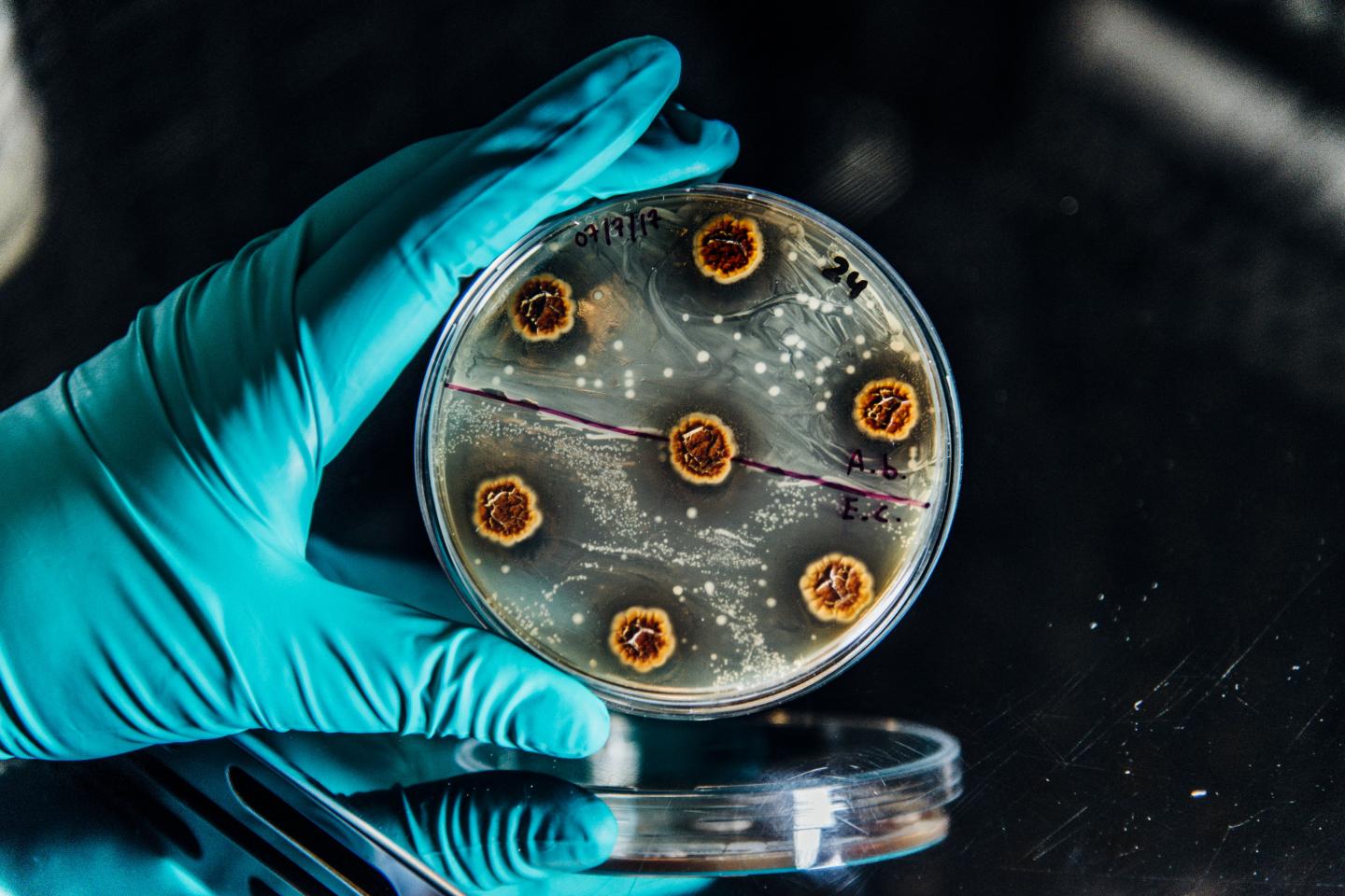 Bacteria on a Plate