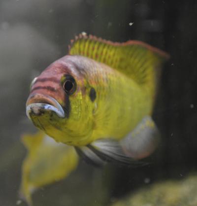 A Dominant Male Cichlid
