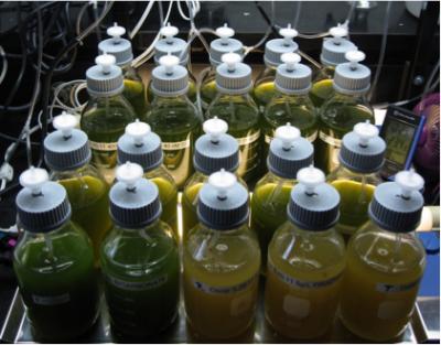 Fuel from Microalgae (1 of 2)