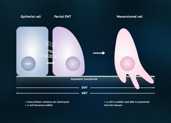 The Process of Converting a Mesenchymal Cell into Epithelial, and Vice Versa