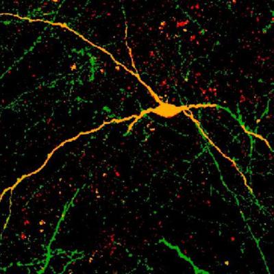 Interneurons Integrate 