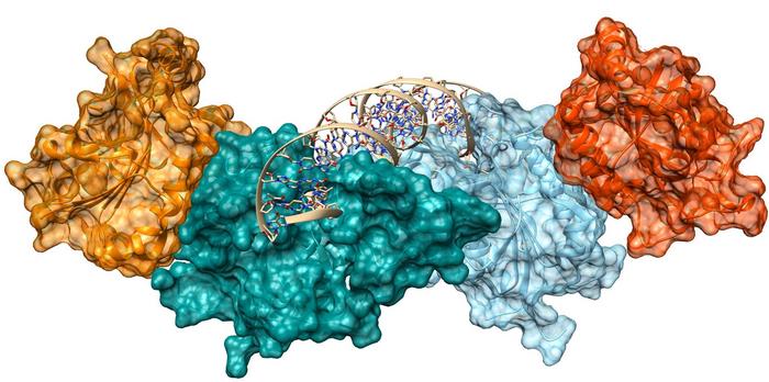 The illustration symbolizes an essential protein of the epigenetic regulatory apparatus.