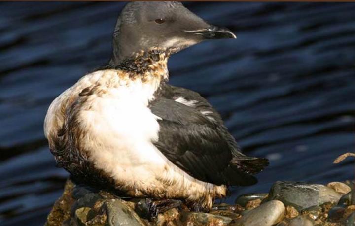 Oiled Thick-billed Murre