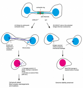 Role of ANKLE1