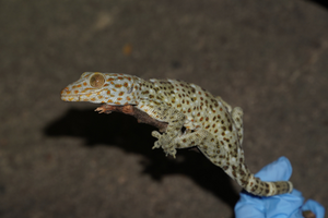 Tokay gecko in field