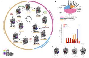 Major conformations of the ribosome and the elongation cycle of translation