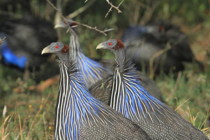 Voting with their Feet