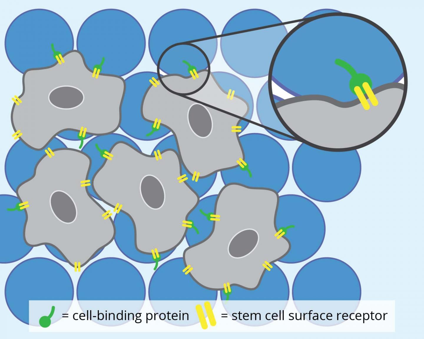 MAP Hydrogel Microbeads