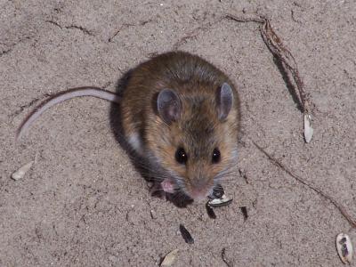 Deer Mouse