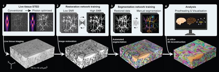 A pipeline to reconstruct live brain tissue.