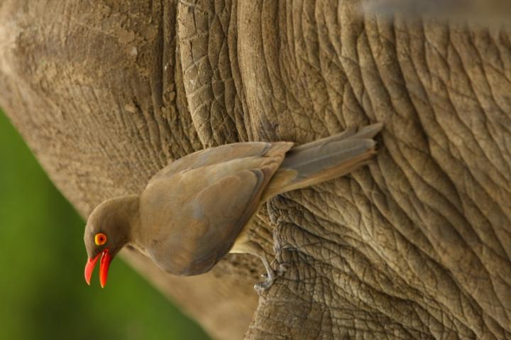 Red-Billed Oxpecker Calling on Black Rhino