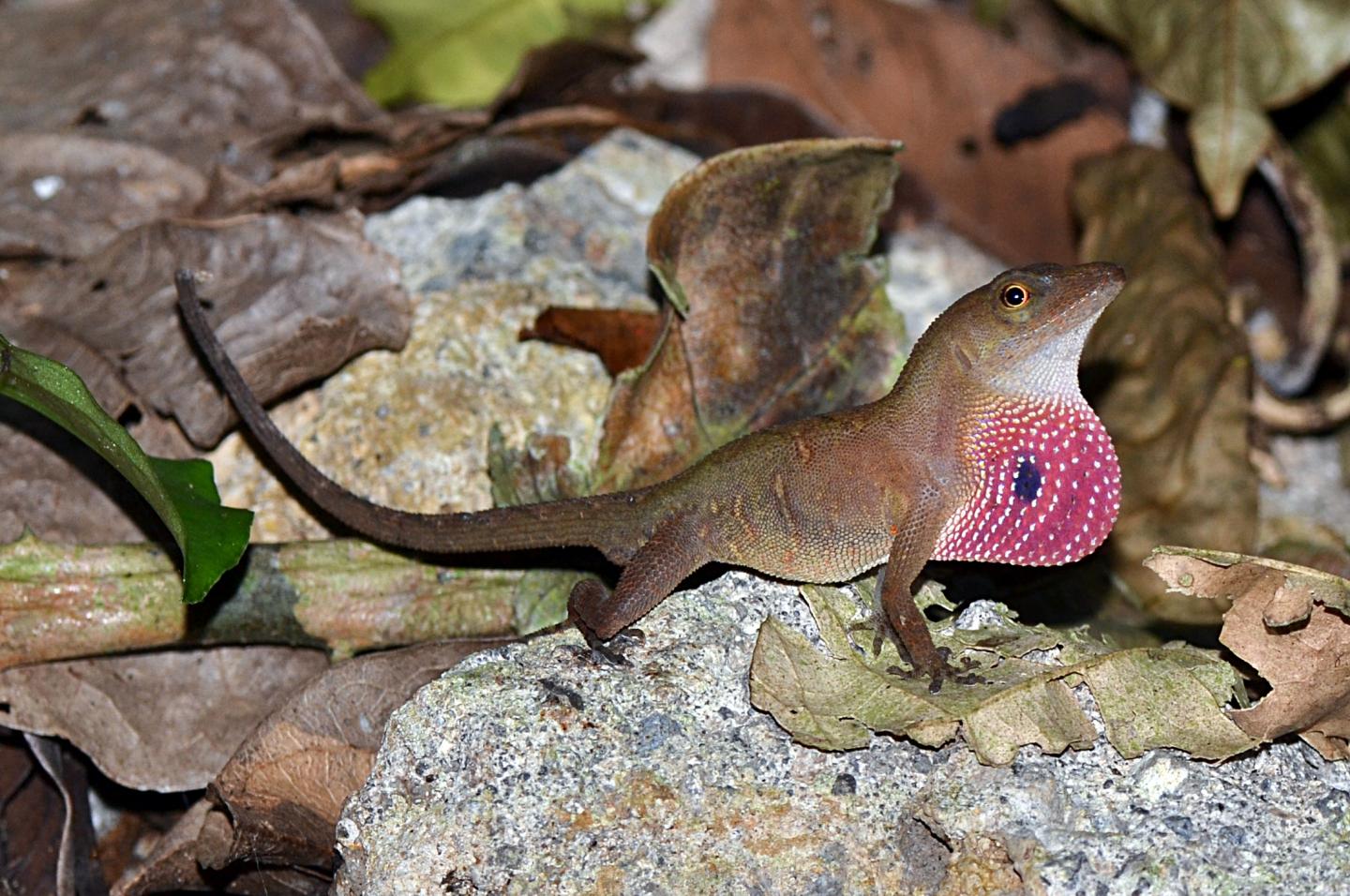 Central American Lizard