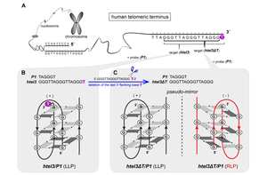 Scientists Discover Two Coexisting Pseudo-mirror Heteromolecular Telomeric G-quadruplexes Differentially Recognized by Thioflavin T