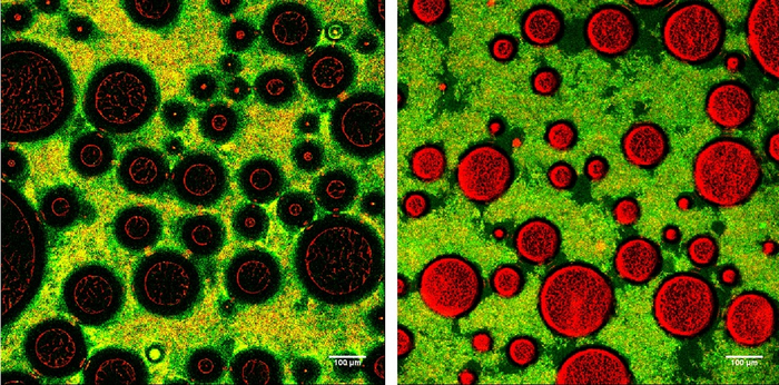 Microscopic images of soft and stiff foam