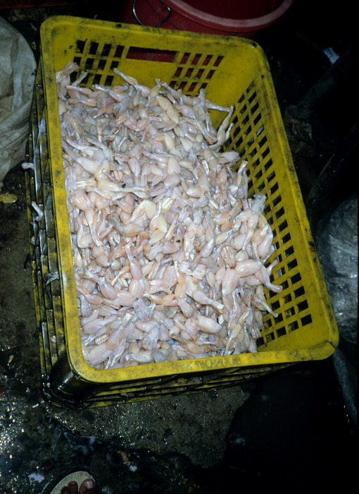 Frogs' legs at a large-scale reptile collector in North Sumatra