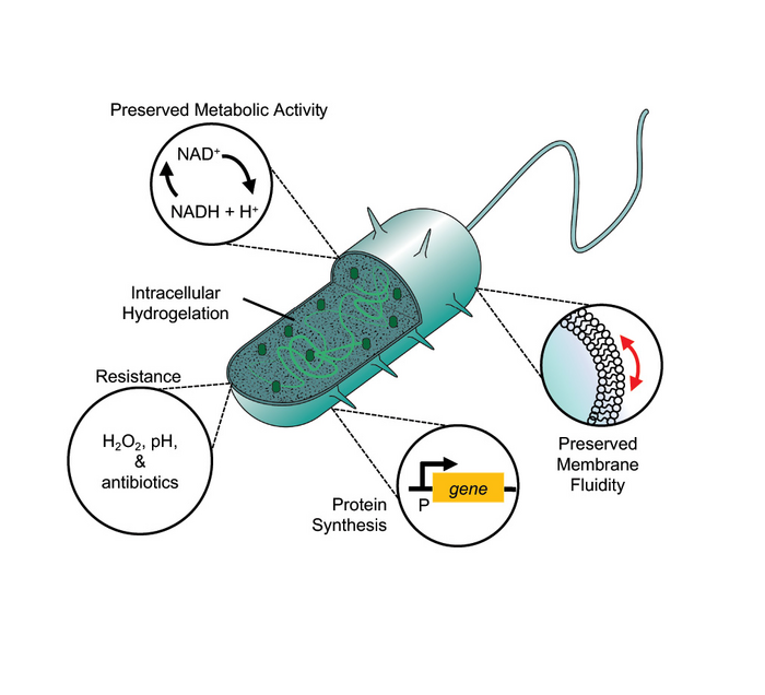 Cyborg Cells Could Be Tools for Health and Environment