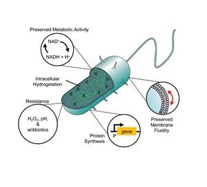 Cyborg Cells Could Be Tools for Health and Environment