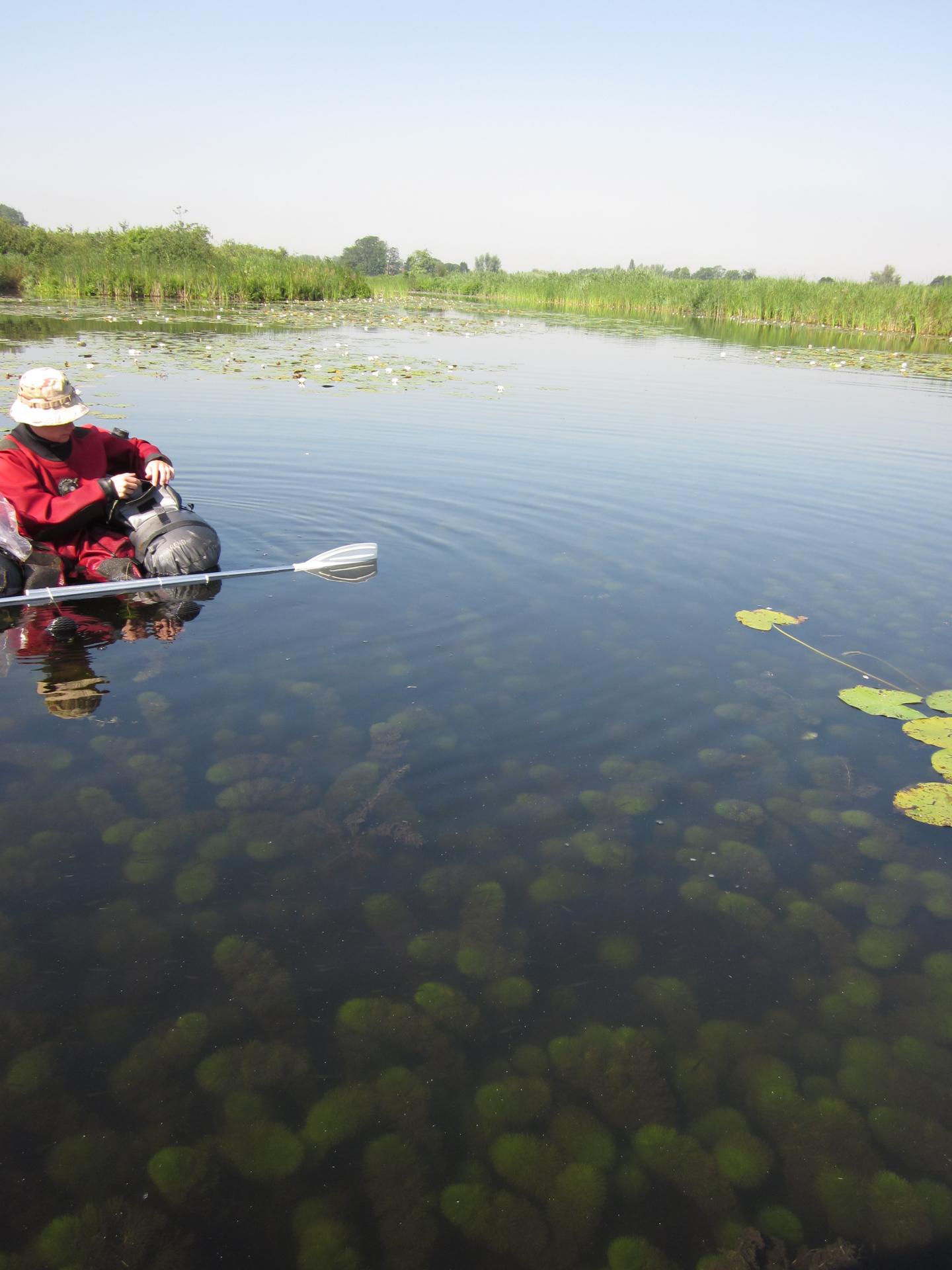 Studying Exotics in the Wild