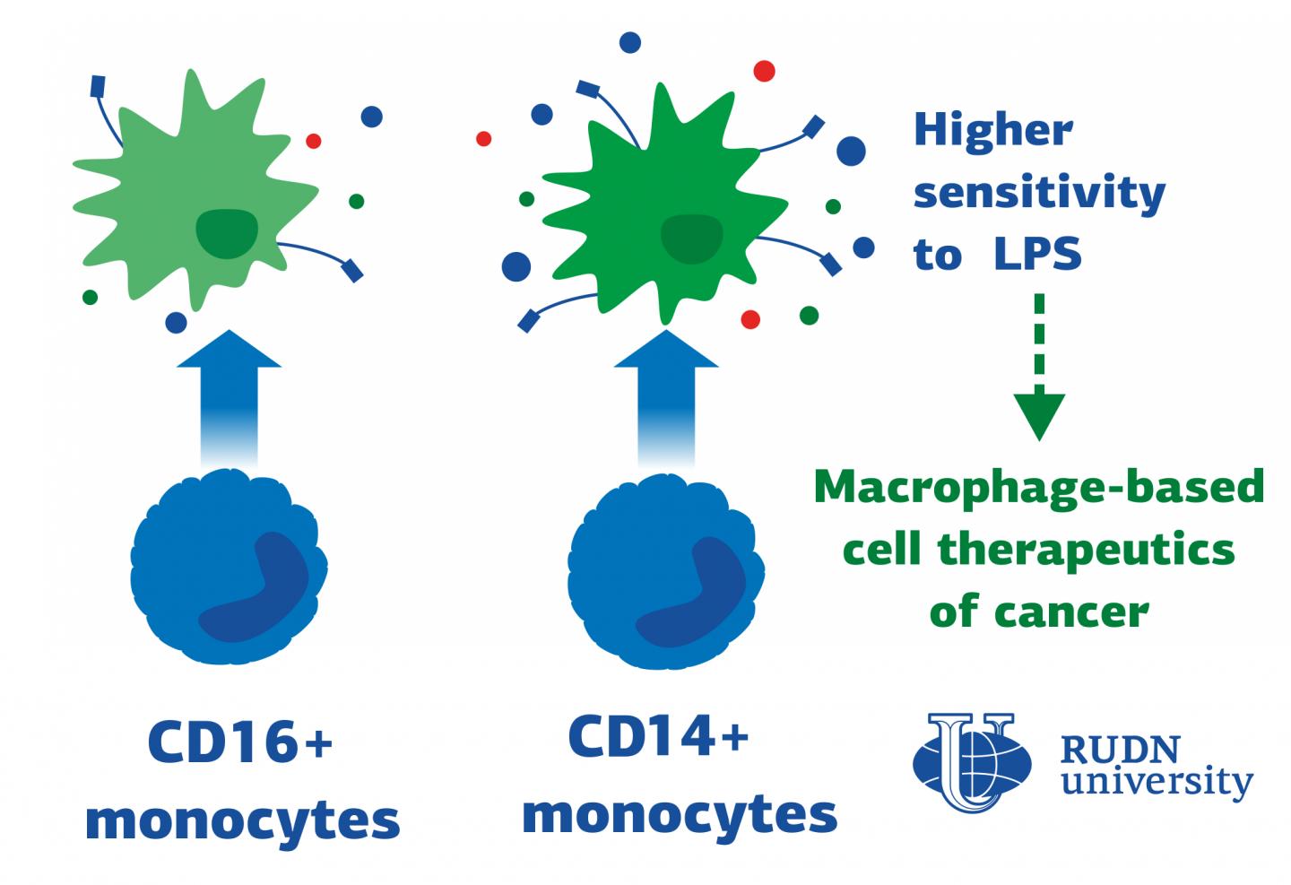 RUDN University Biologists Prove the Anticancer Potential of Macrophages