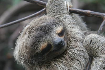 Sleeping Sloth
