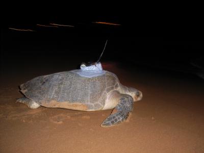 Olive Ridley Turtle Fitted with Satellite-Relayed Data Logger
