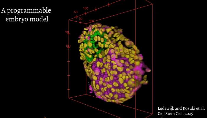 Embryoid model