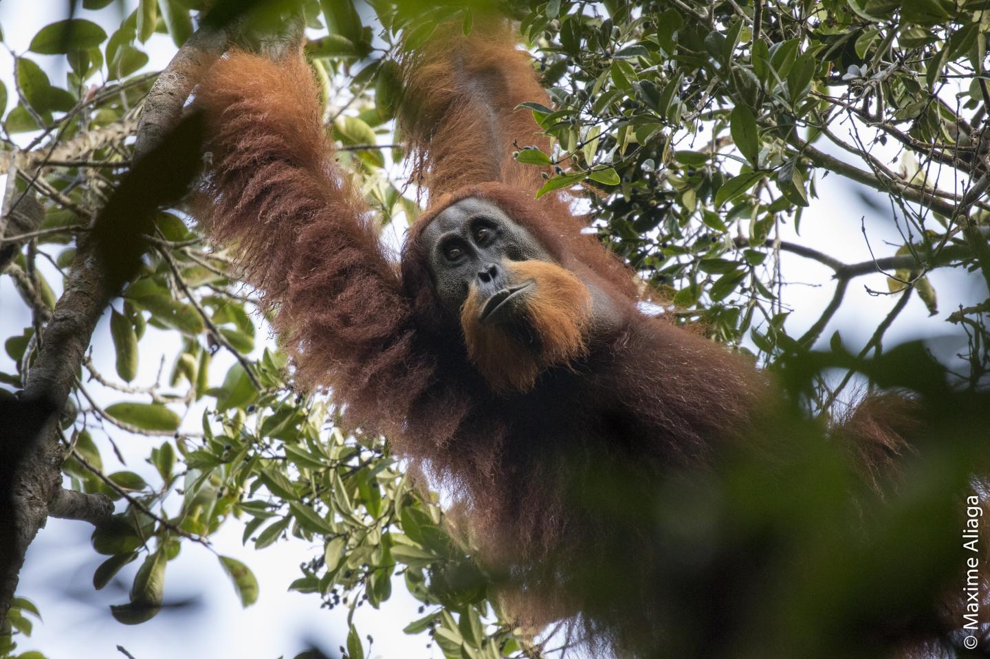 Tapanuli Orangutan 2