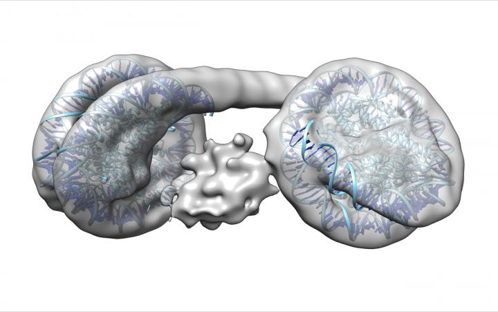 Heterochromatin Structure [IMAGE] | EurekAlert! Science News Releases