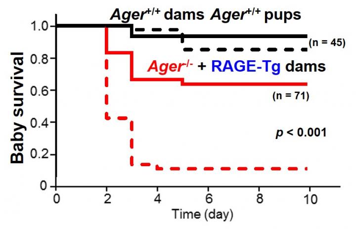 Figure 3. Relationship between RAGE in the Brain Vascular Endothelial Cells & Nurturing Behaviors