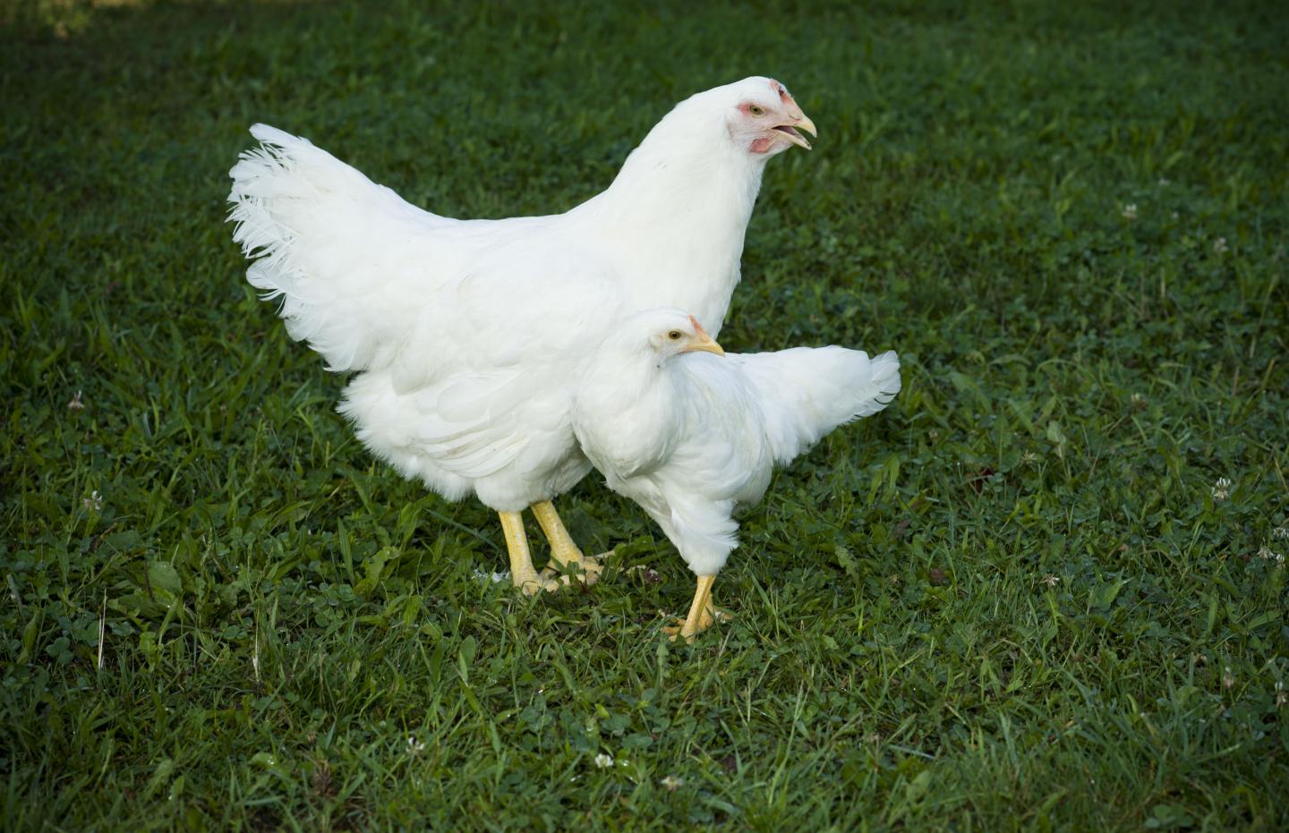 White Plymouth Rock Chickens (2 of 2)