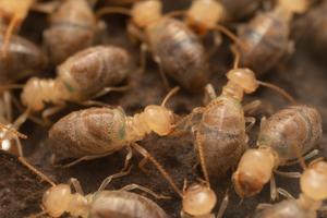 Termites of the species Neocapritermes taracua with a blue body on the back