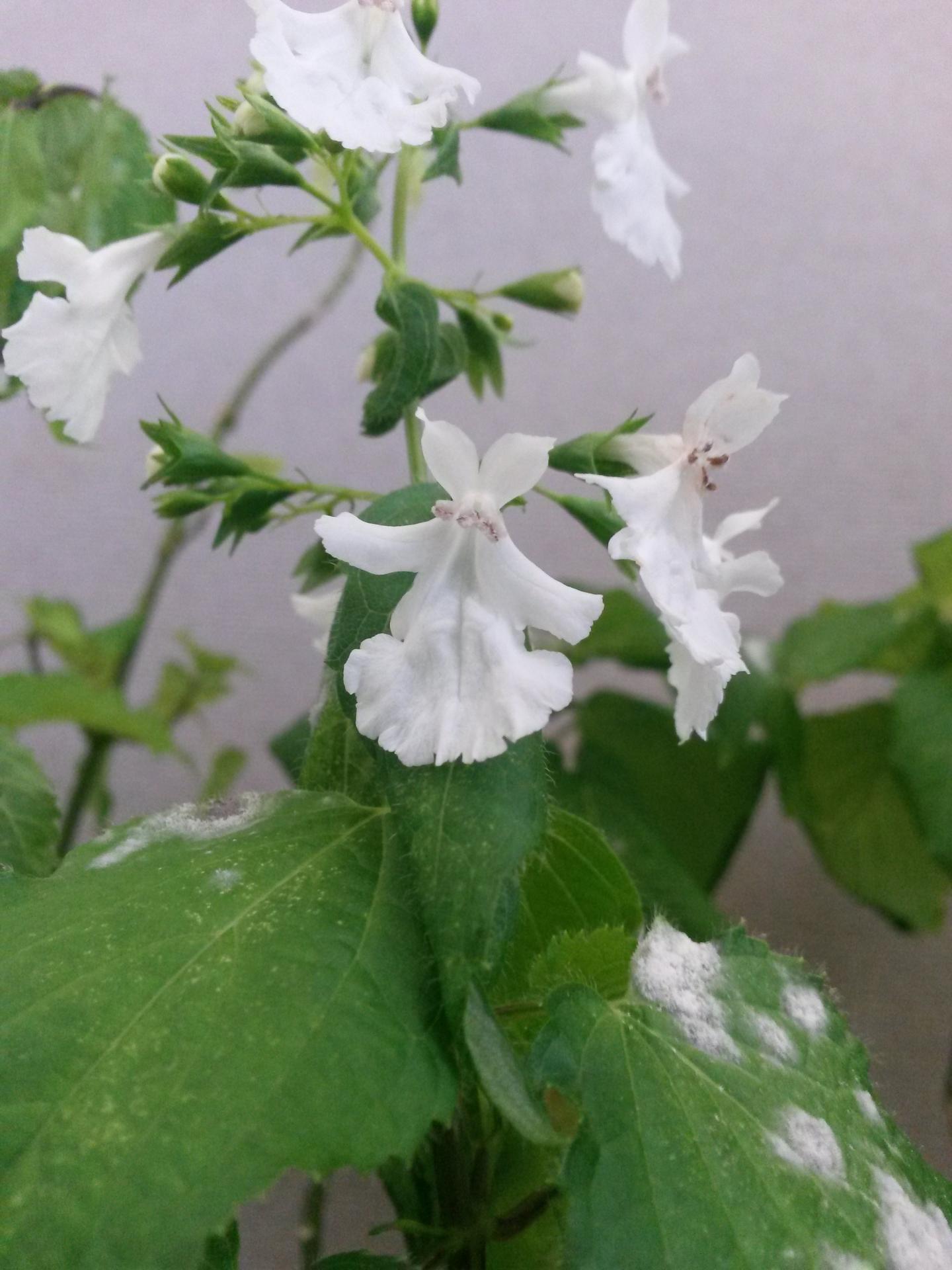 Native Hawaiian Plant, <em>P. kaalaensis</em>, with Infection