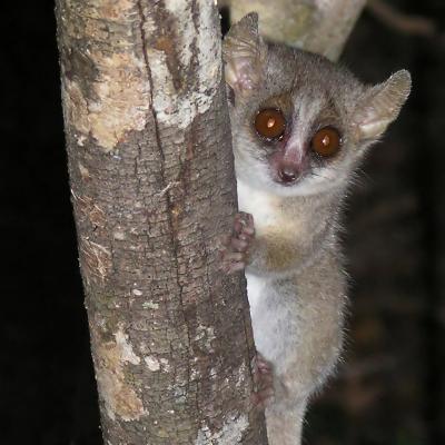 Grey Mouse Lemur (<i>Microcebus murinus</i>)